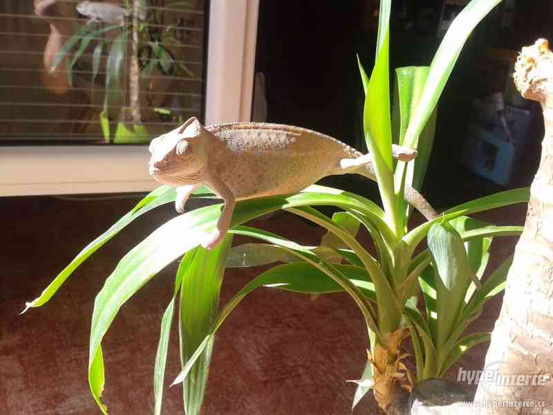 Chameleon - Furcifer pardalis - Ambilobe - foto 2