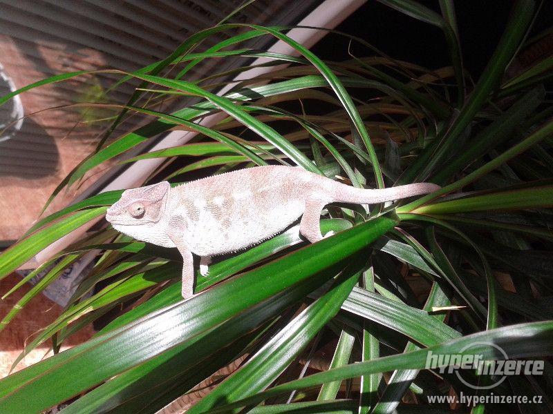 Chameleon - Furcifer pardalis - Ambilobe - foto 3