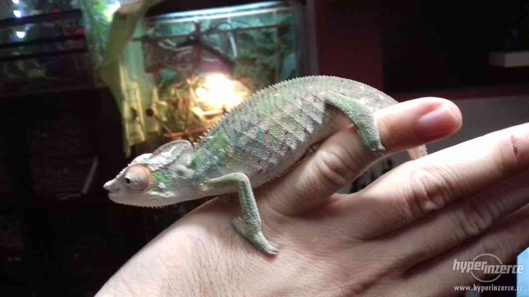 Chameleon - Furcifer pardalis - Ambilobe - foto 5