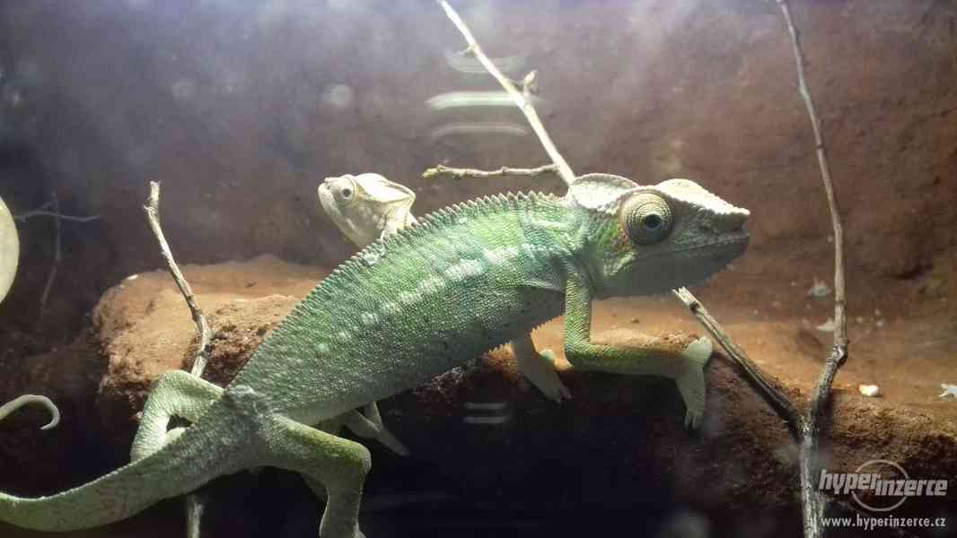 Chameleon - Furcifer pardalis - Ambilobe - foto 6