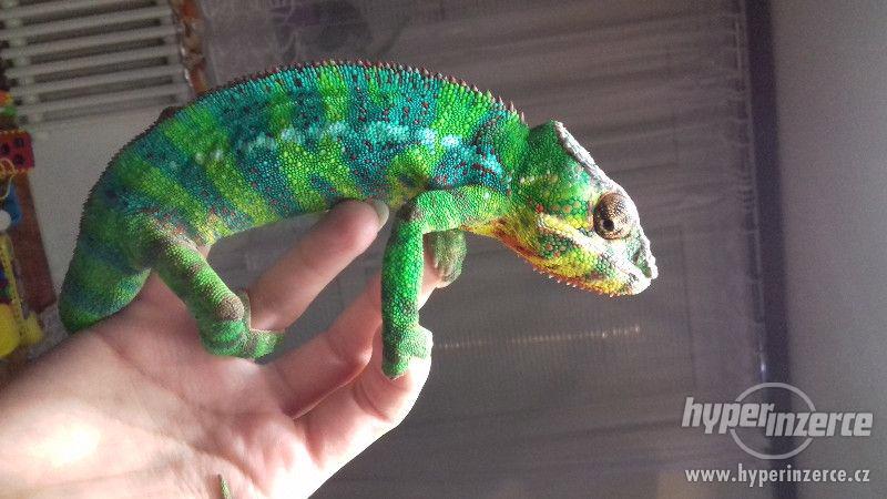 Chameleon - Furcifer pardalis - Ambilobe - foto 7