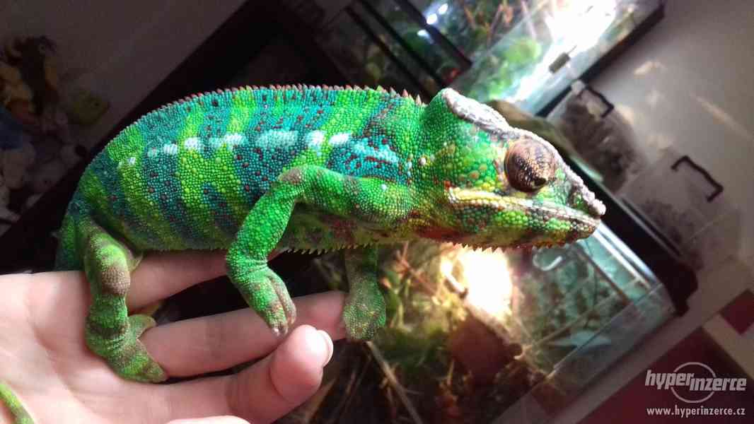 Chameleon - Furcifer pardalis - Ambilobe - foto 8