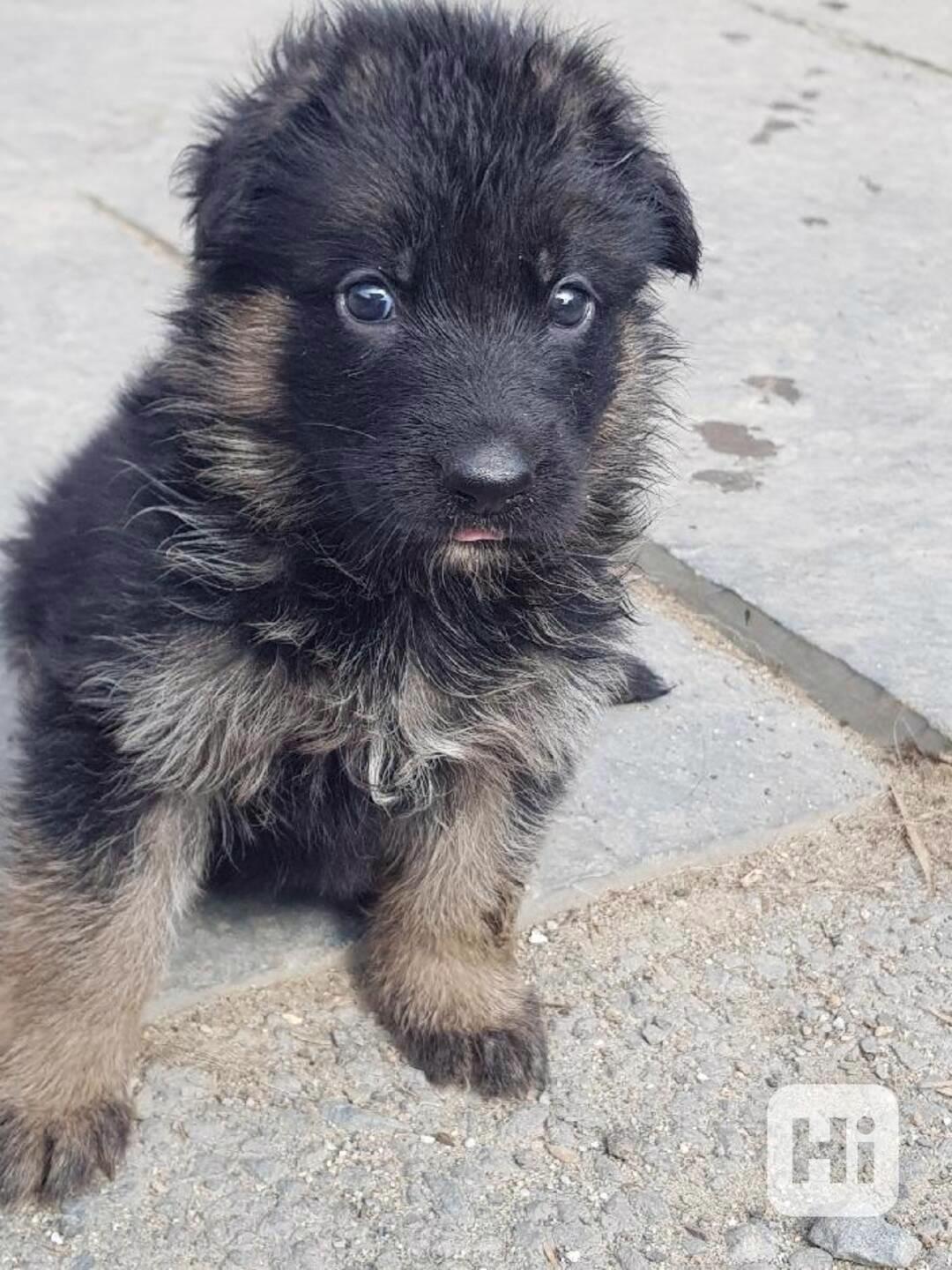 německý ovčák štěňátka s PP černá se znaky - foto 1