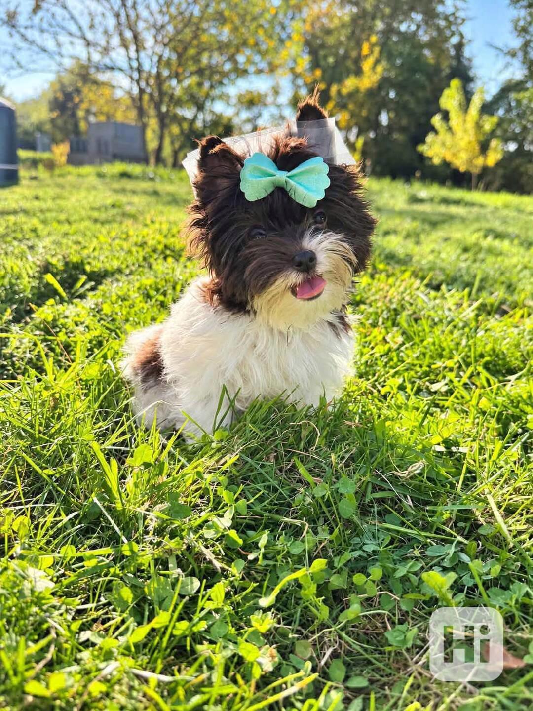 Biro Jorkšírský terier kluk mini - foto 1