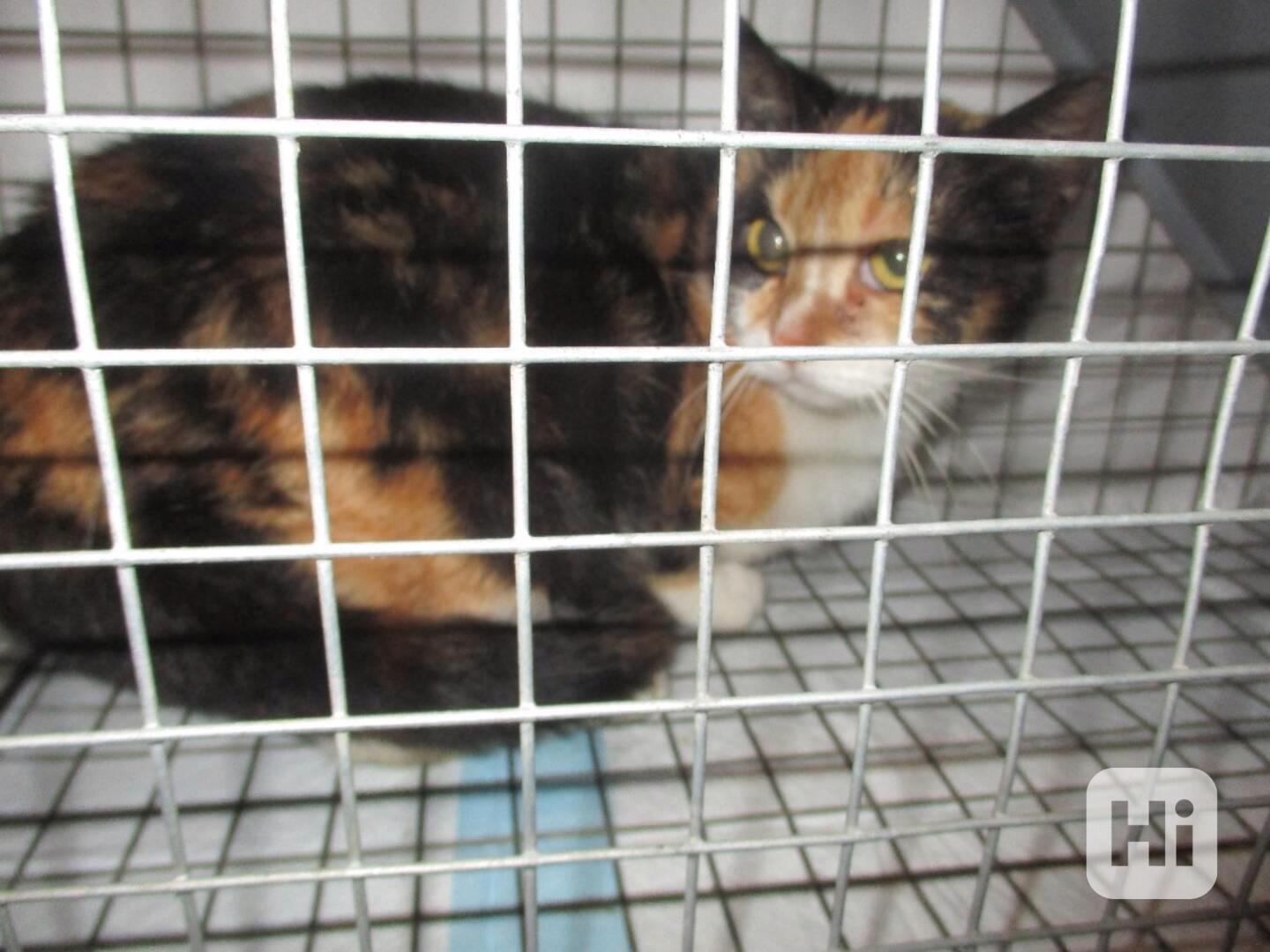 Bezpečí a lásku pro Mínu - foto 1