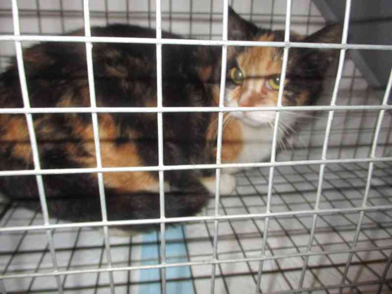 Bezpečí a lásku pro Mínu - foto 1