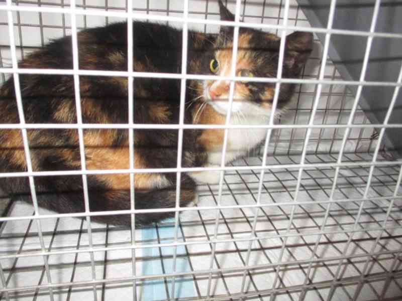 Bezpečí a lásku pro Mínu - foto 2