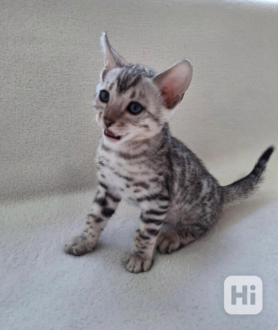 Bengálská kočka, koťata s PP  - foto 1