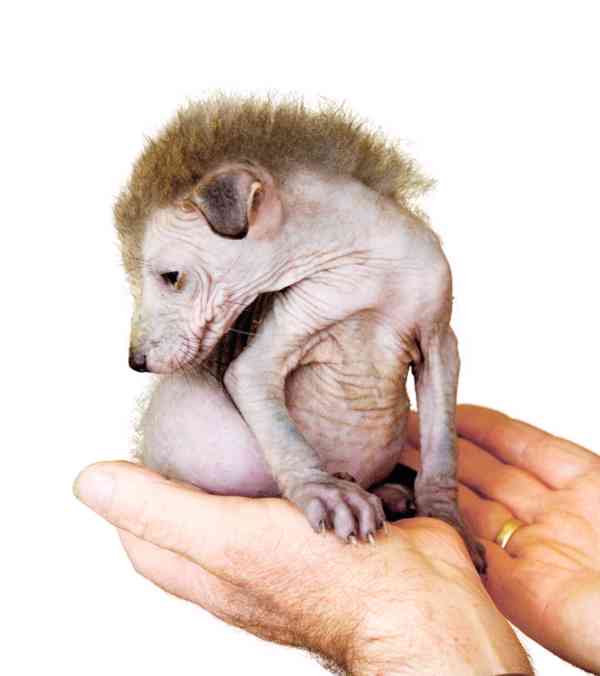 Dům zahrada - foto 2