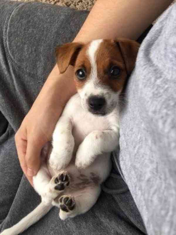 Jack russell terier klučík - foto 2