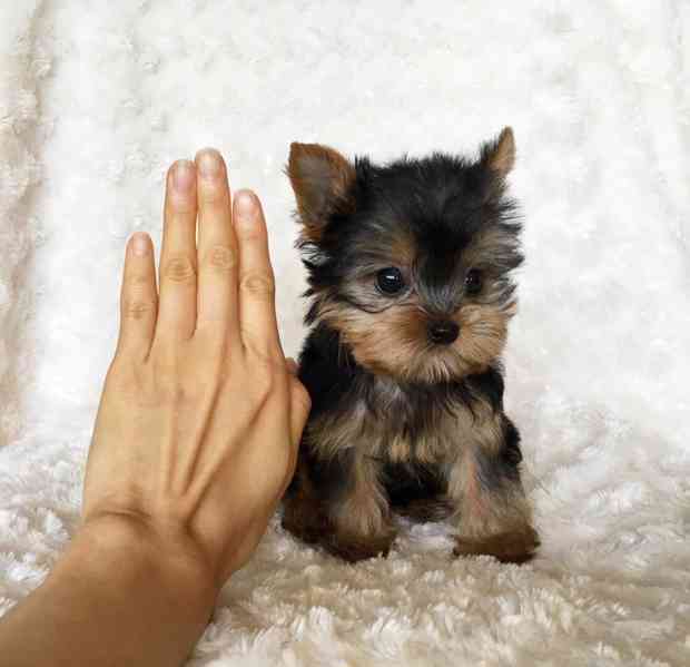 Prodám krásná štěňátka jorkšírského teriéra! - foto 1