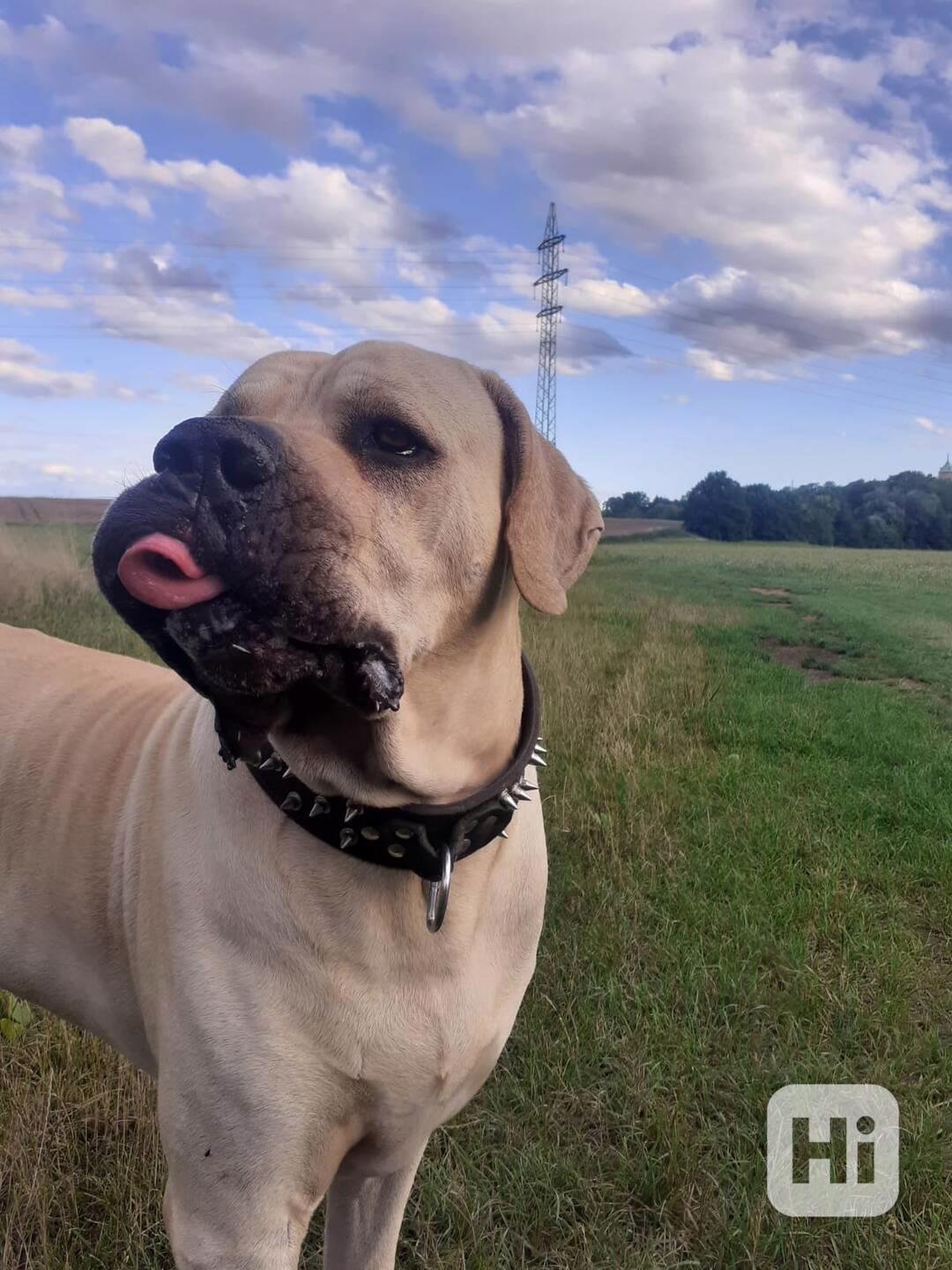 Hledáme fenku pro brazilskou filu - foto 1