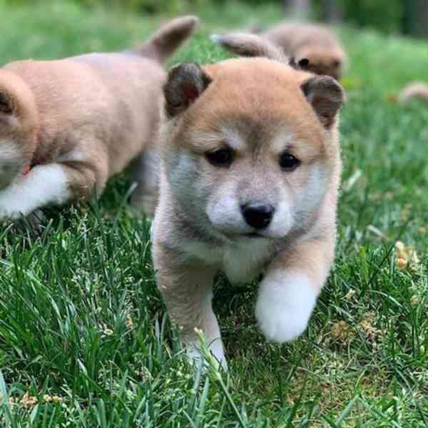 Štěňátka Akita Inu s PP - foto 2