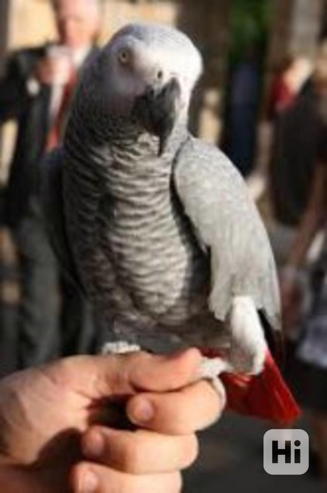 Rozkošní afričtí šedí papoušci - foto 1