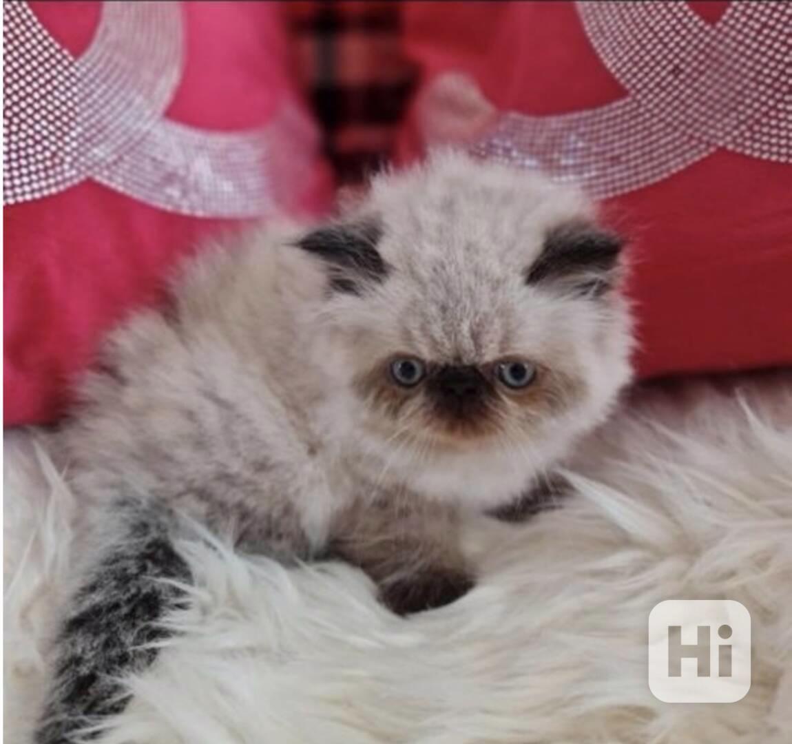 máme krásná himálajská perská koťátka - foto 1