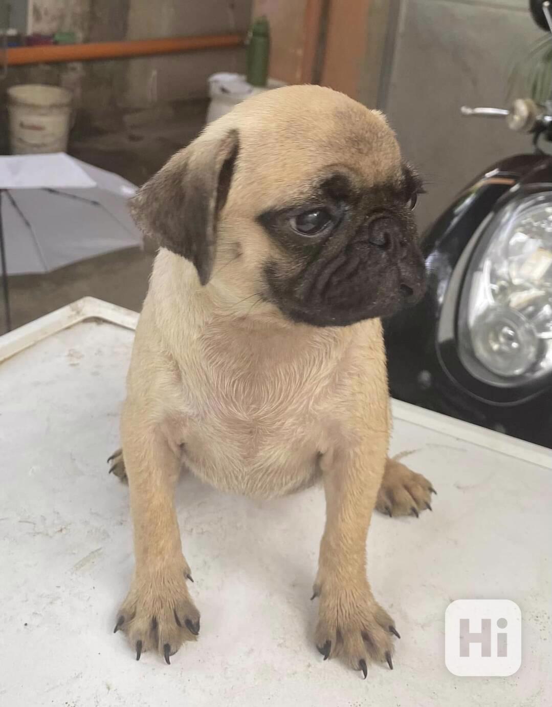 Mopsí štěňata jsou k dispozici k adopci, - foto 1
