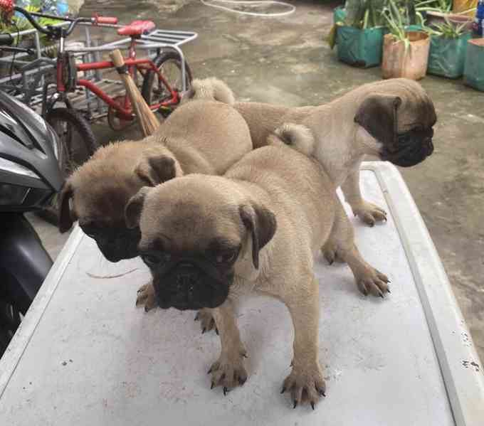 Mopsí štěňata jsou k dispozici k adopci, - foto 3