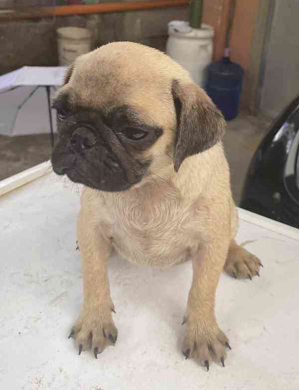 Mopsí štěňata jsou k dispozici k adopci, - foto 2