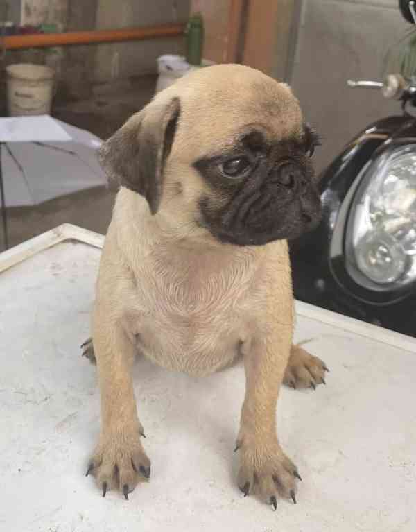 Mopsí štěňata jsou k dispozici k adopci,