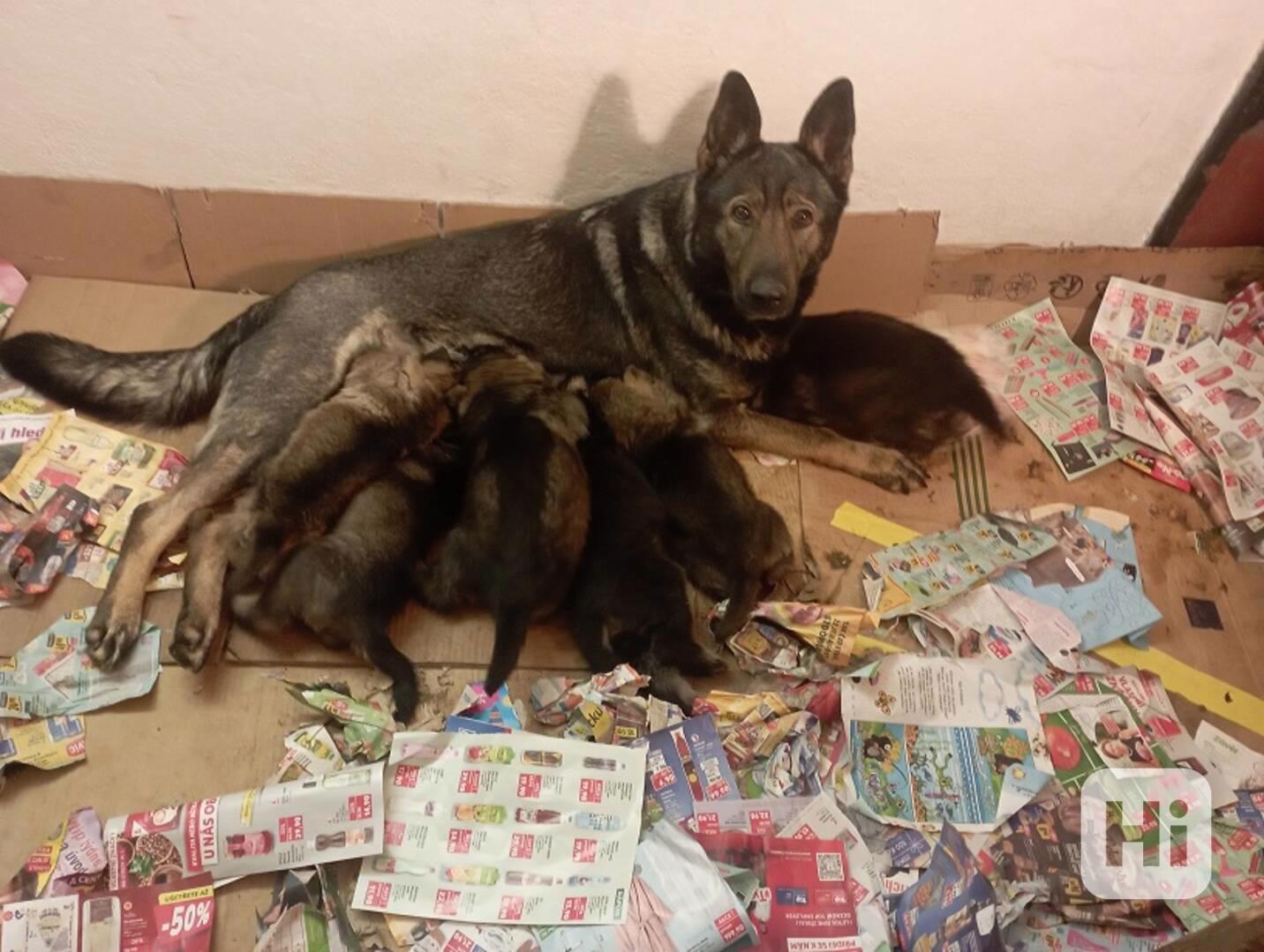 Německý ovčák štěnata s pp - foto 1