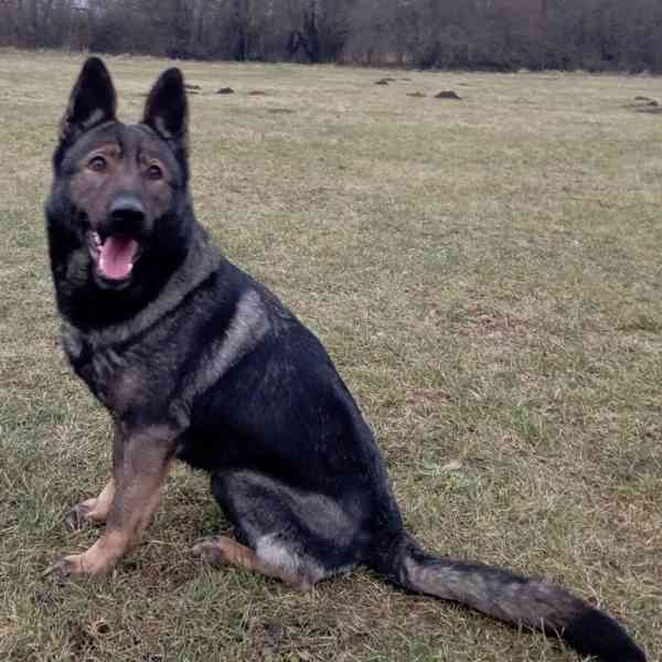 Německý ovčák štěnata s pp - foto 7