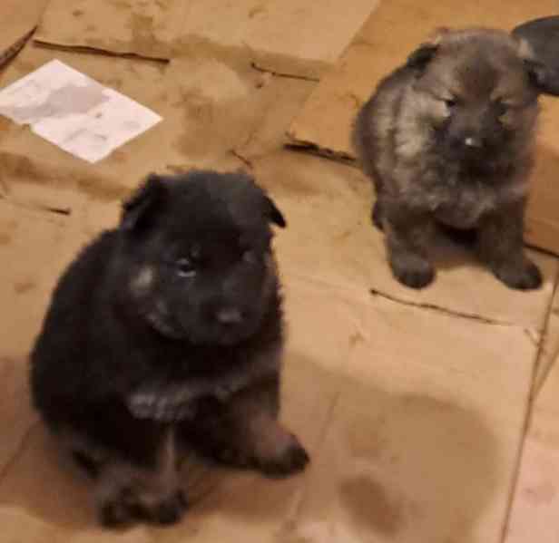 Německý ovčák štěnata s pp - foto 2