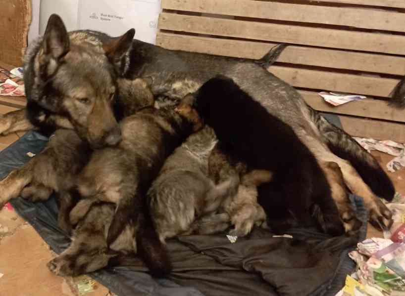 Německý ovčák štěnata s pp - foto 5