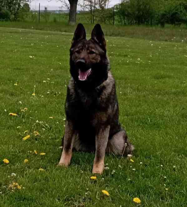 Německý ovčák štěnata s pp - foto 6