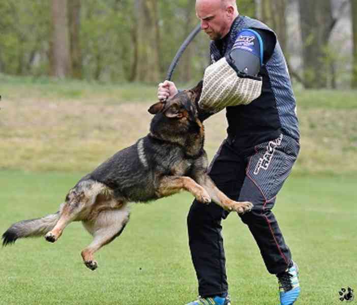 Německý ovčák štěnata s pp - foto 12