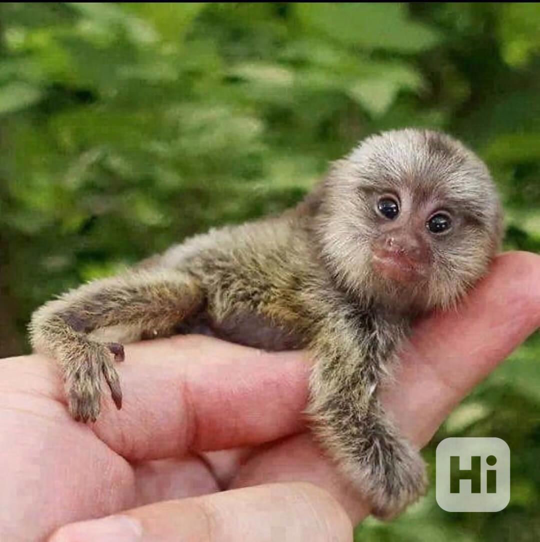 Rozkošné opice kosmani - foto 1