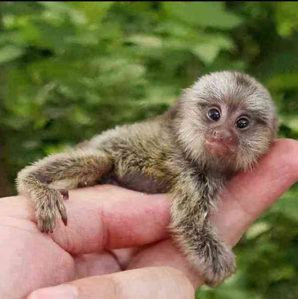 Rozkošné opice kosmani