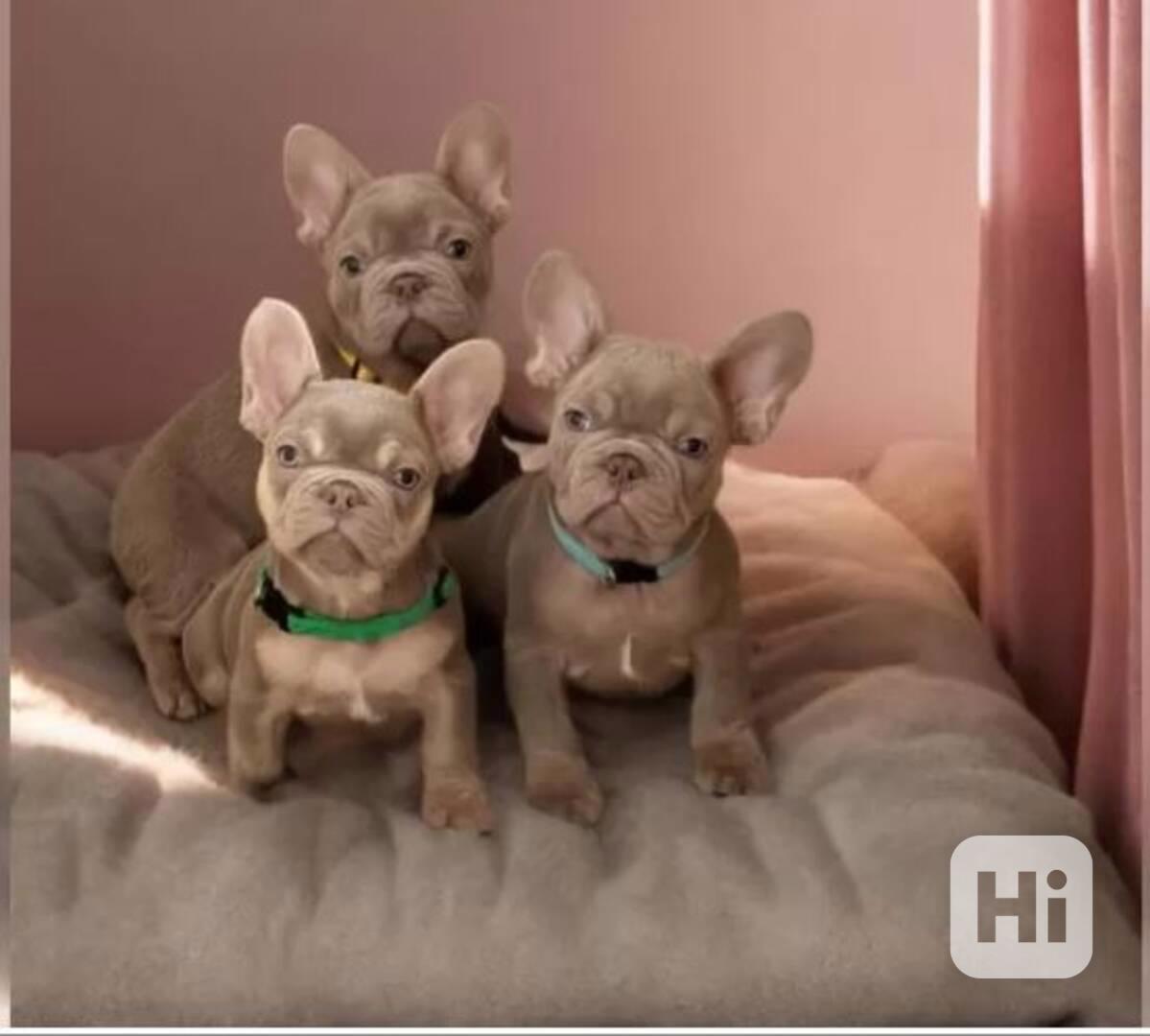 Neuvěřitelně roztomilá štěňata francouzského buldočka k odbě - foto 1