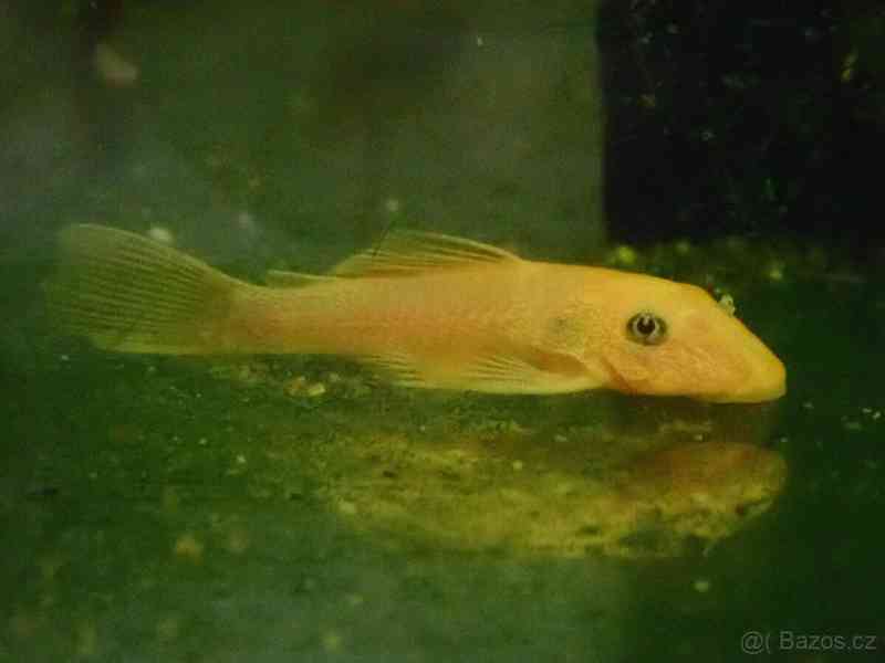 ancistrus L144 lemon - foto 3