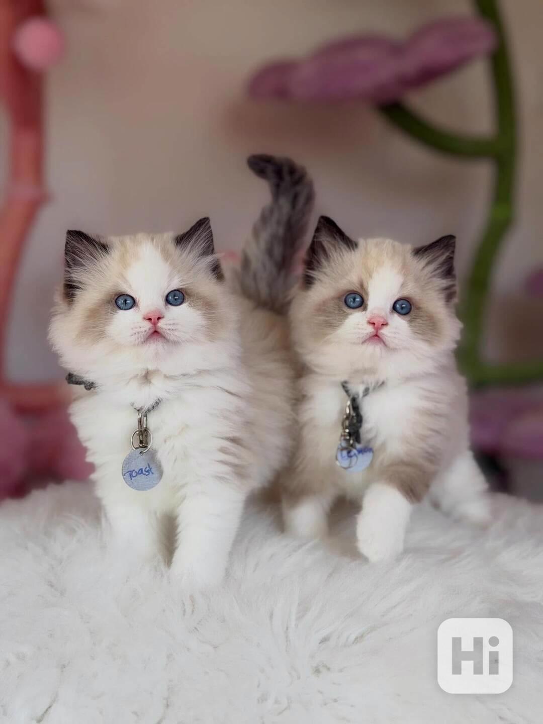 Kotě plemene Ragdoll k dispozici  - foto 1