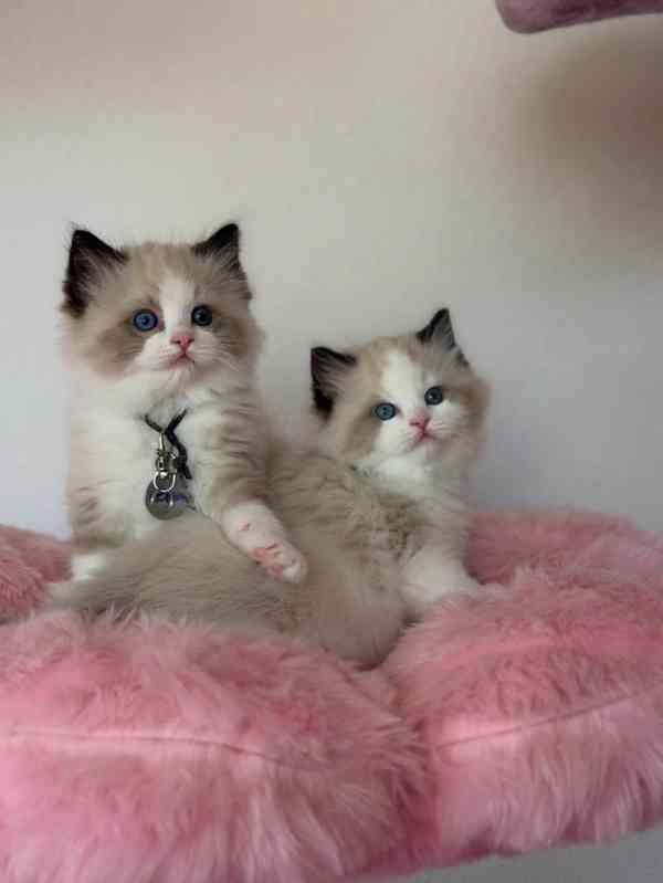 Kotě plemene Ragdoll k dispozici  - foto 2