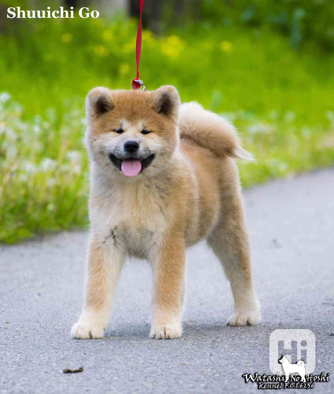 Štěně Akita inu - foto 1
