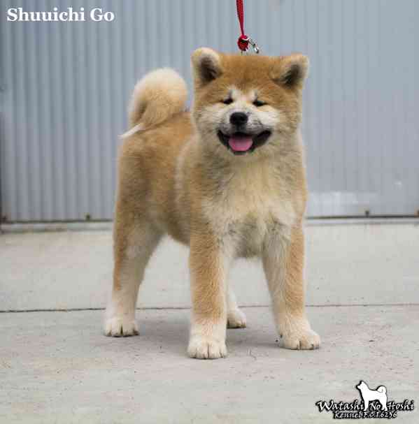 Štěně Akita inu - foto 6