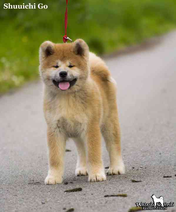 Štěně Akita inu - foto 5