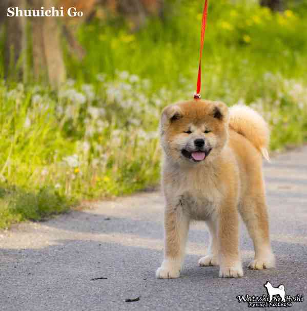 Štěně Akita inu - foto 4