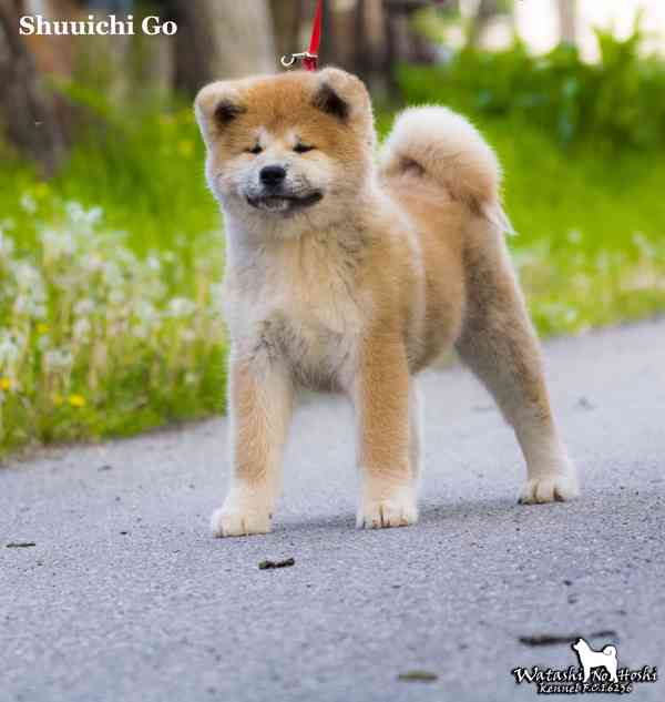 Štěně Akita inu - foto 2