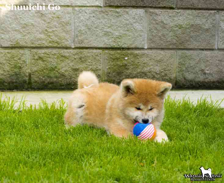 Štěně Akita inu - foto 3