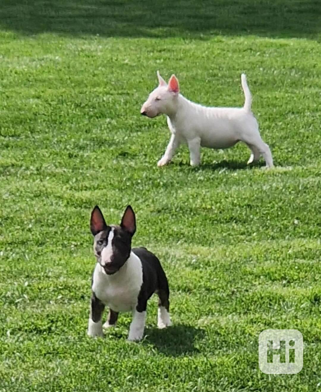 Mini bullteriér s PP. - foto 1