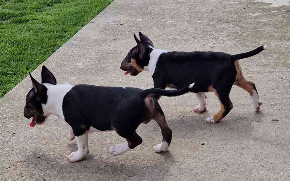 Mini bullteriér s PP. - foto 2
