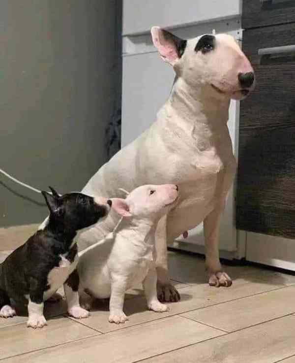 Mini bullteriér s PP. - foto 3