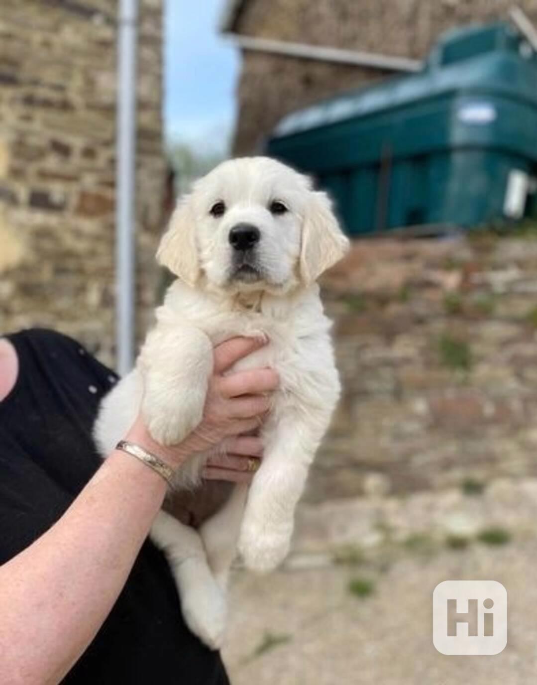 Okouzlující štěňata zlatého retrívra - foto 1