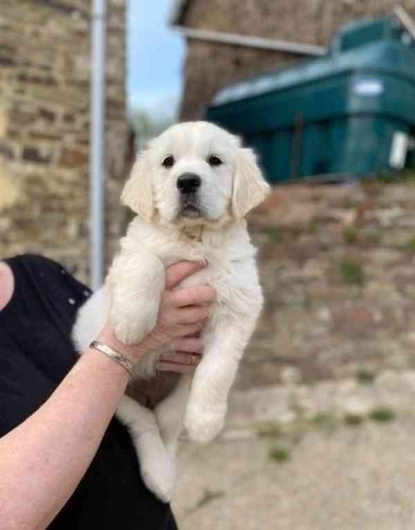 Okouzlující štěňata zlatého retrívra - foto 1