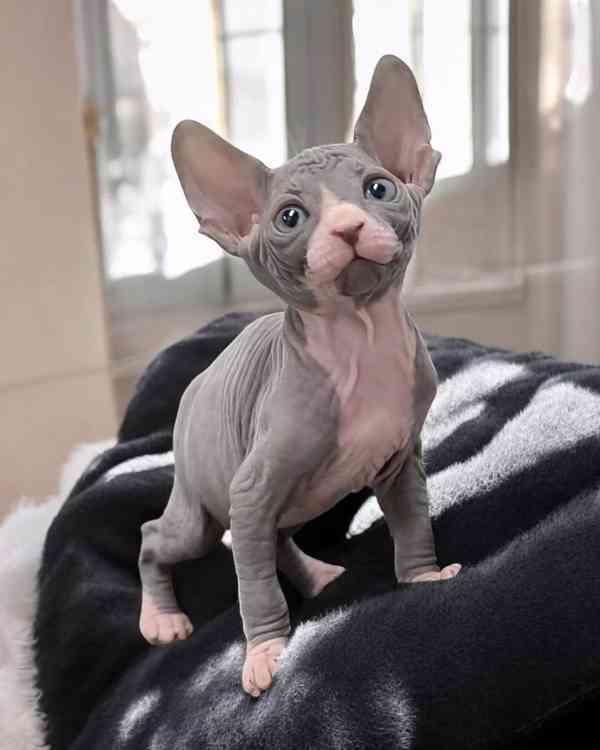 Sphynx-Kätzchen aus liebevoller Hausaufzucht - foto 1