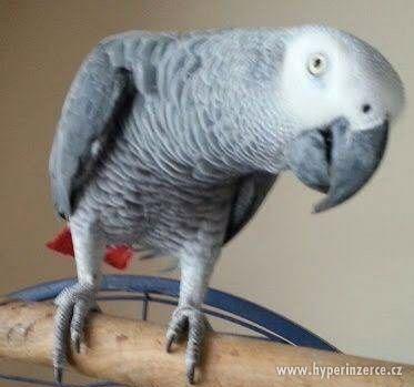 úžasné africké šedá papoušci k dispozici - foto 1