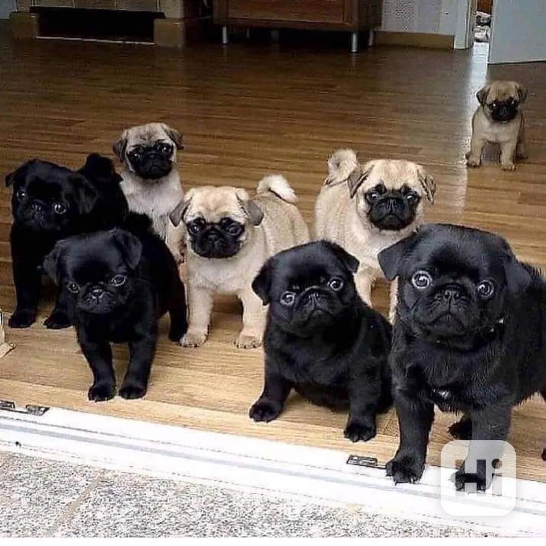  štěňata mopsů - foto 1