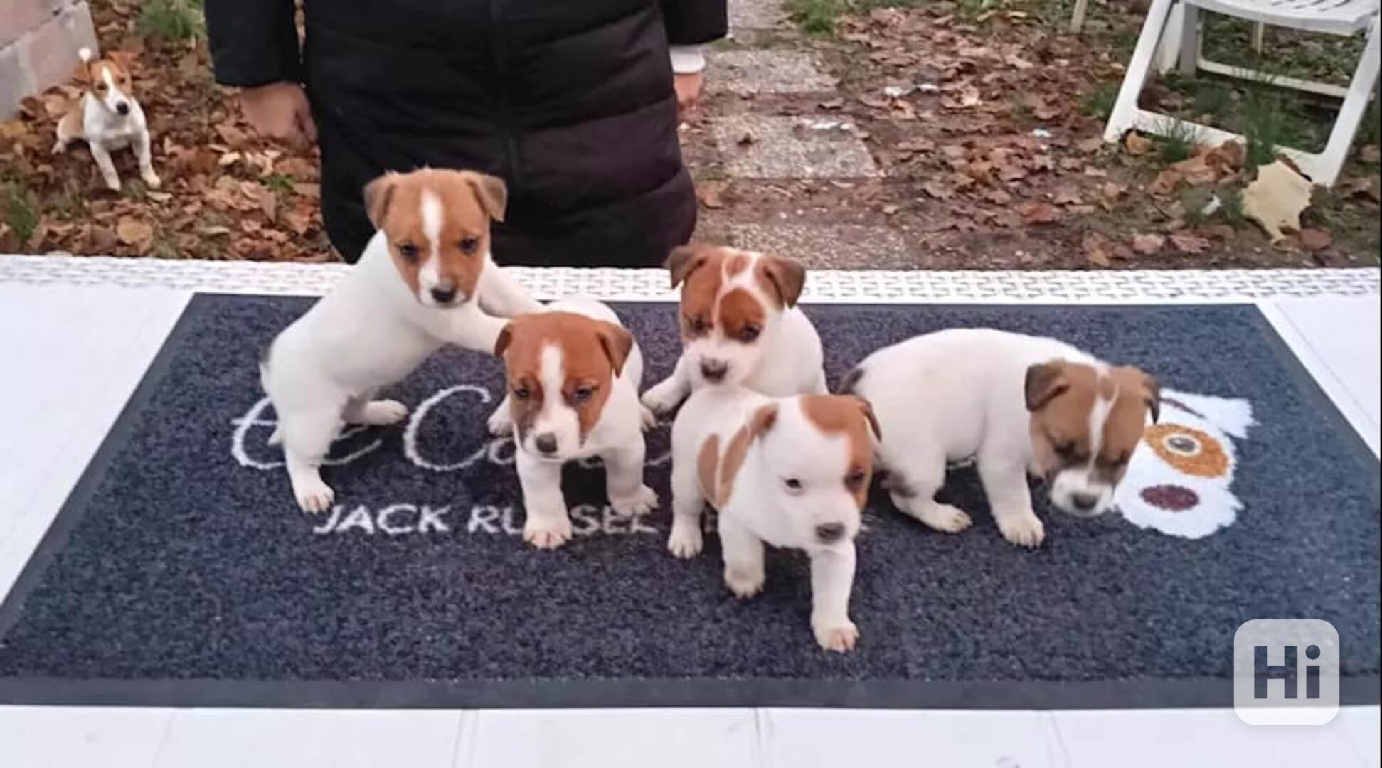 Hravé štěně Jack Russell teriéra, samec a samice - foto 1